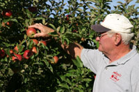 Checking apples