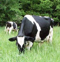 Grazing Holstein