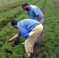 Discussing carrots in field