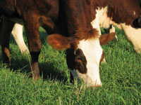 Close up of grazing cow