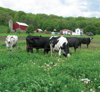 Grazing dairy cows