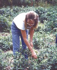 Farmer