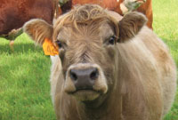 Beef cow close up