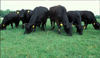 Grazing cows