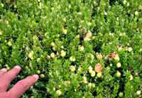 Organic cranberry blossoms