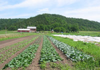 Vegetable field