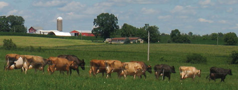 grazing cows