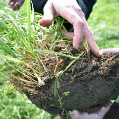 Organic Pasture Management And Soil Health Training – Center For ...