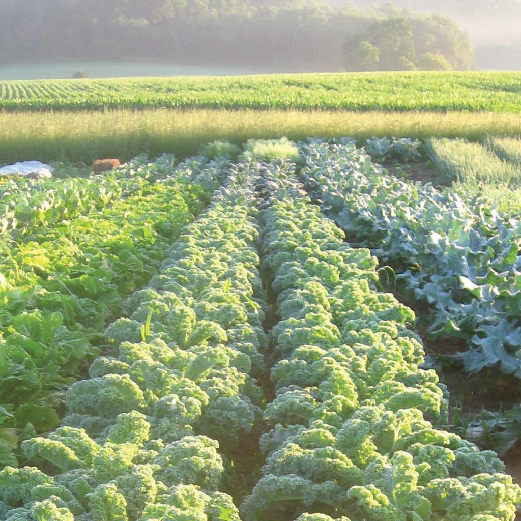 Field of greens