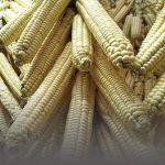 Drying ears of corn