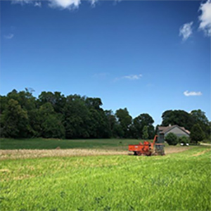 grain harvest