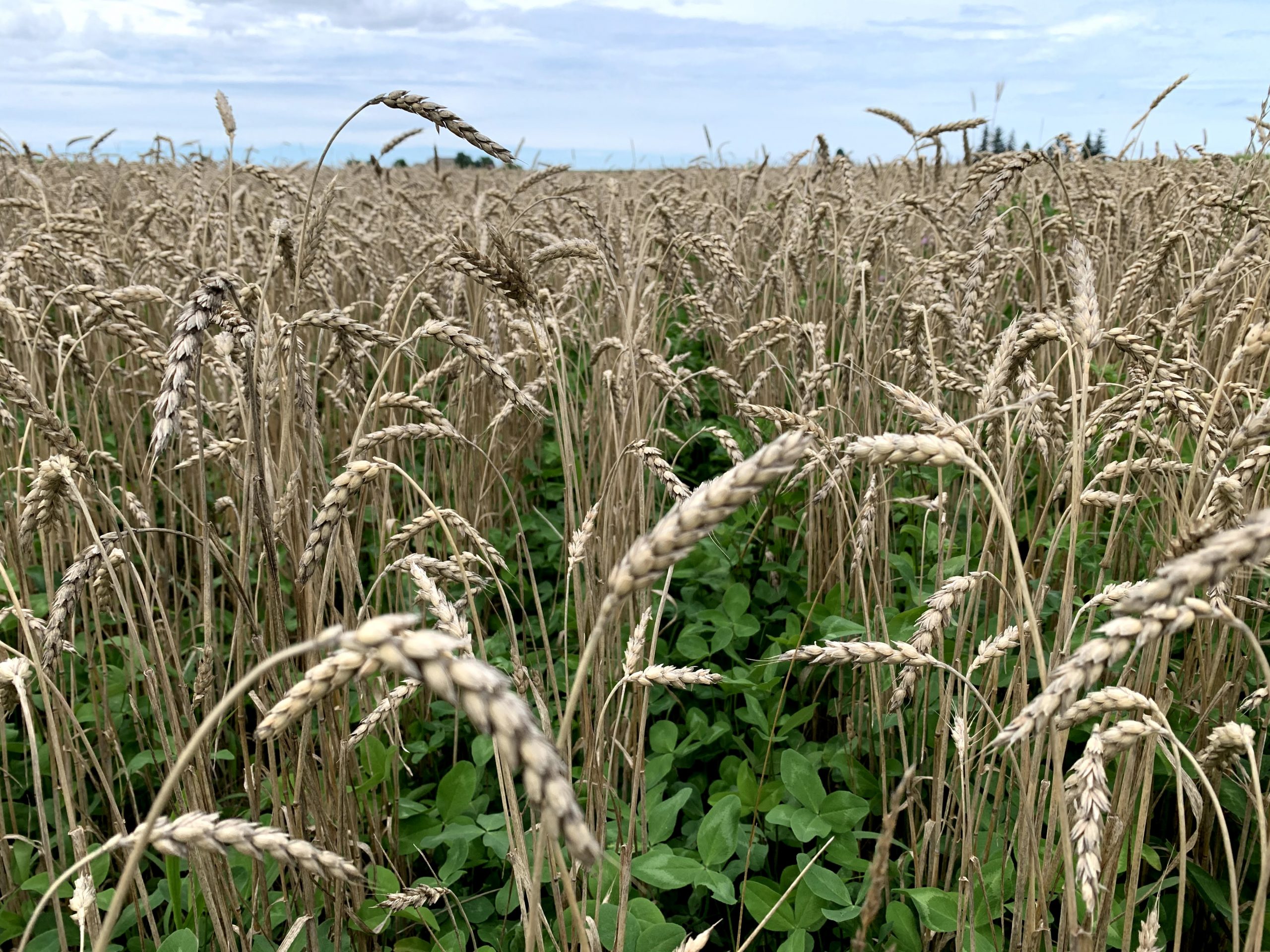 Wheat Red Clover