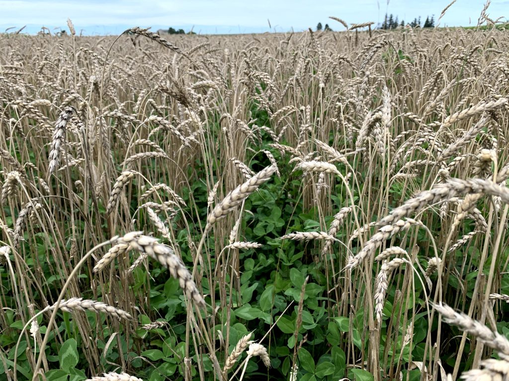 Red clover