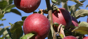 Apples on a tree