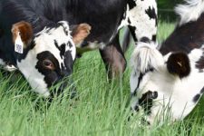 Two cows grazing