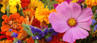 A variety of flowers