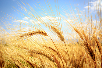 Abstract ear of wheat field