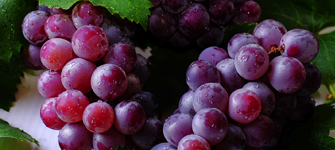 Grapes on a vine