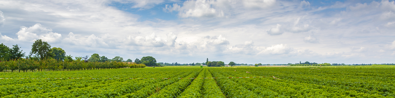 An organic strawberry farm