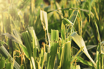 Corn-leaved pests