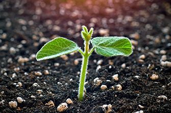 Young soy plant sprouting from soil
