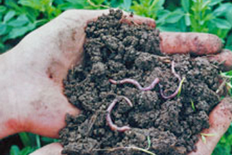 person holding up soil with some worms in it