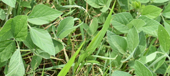 Soybean plant leaves