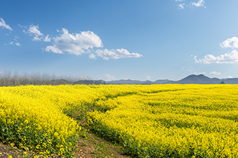 rapeseed flower field