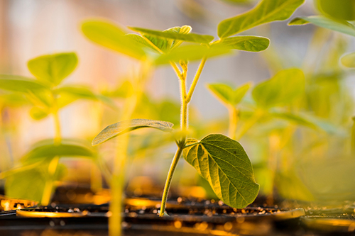 A young soybean plant